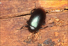 Chalcopteroides cyanopterus