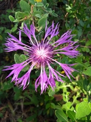 Centaurea polyacantha