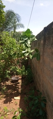 Calotropis procera