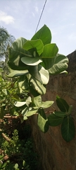 Calotropis procera