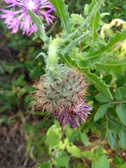 Centaurea polyacantha