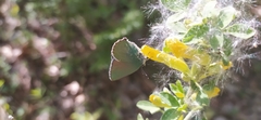 Callophrys rubi