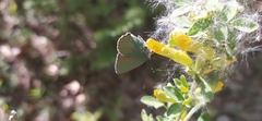 Callophrys rubi