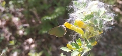 Callophrys rubi