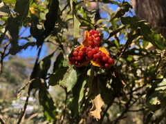 Pittosporum revolutum