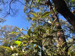 Pittosporum revolutum