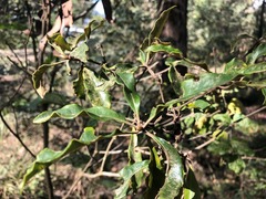 Pittosporum revolutum