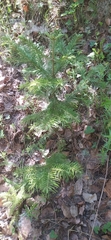 Abies sibirica
