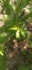 Abies sibirica