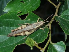 Xenocatantops humilis