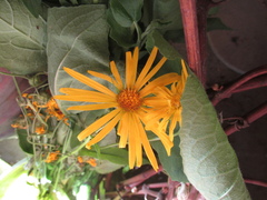Doronicum austriacum