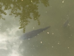 Cyprinus carpio carpio