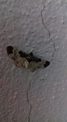 Eupithecia breviculata