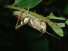 Xenocatantops humilis