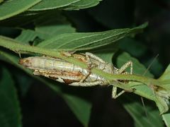 Xenocatantops humilis