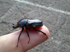 Hypselogenia geotrupina geotrupina