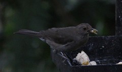 Turdus maculirostris