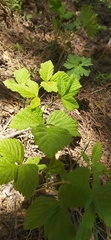 Rubus saxatilis