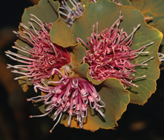 Hakea cucullata