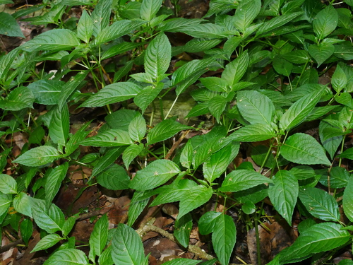 Mercurialis leiocarpa (Mercurialis leiocarpa)