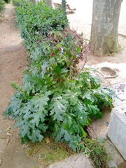 Acanthus mollis