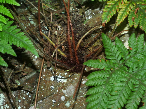 Image of Lastreopsis tenera by (c) Jacy Chen, some rights reserved (CC BY)