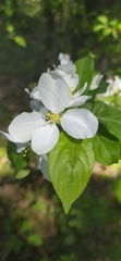 Malus baccata