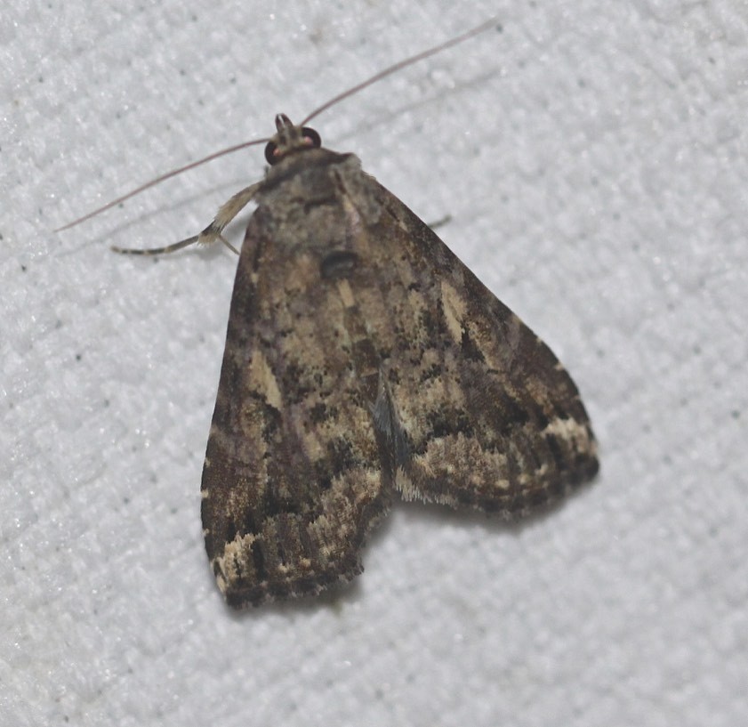 Pseudogyrtona