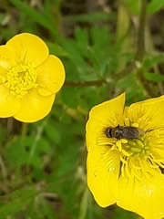 Melanogaster hirtella