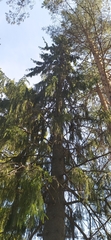 Picea obovata