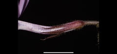 Phlox pilosa pilosa
