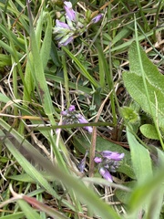 Polygala serpyllifolia