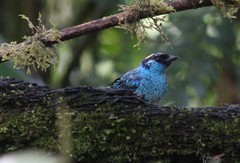 Chalcothraupis ruficervix