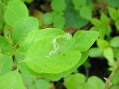 Aulagromyza cornigera