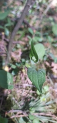 Maianthemum bifolium