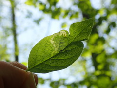 Aulagromyza cornigera