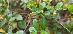 Vaccinium vitis-idaea