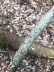 Canoparmelia cryptochlorophaea