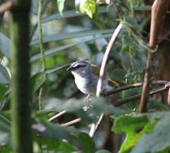 Arremonops conirostris