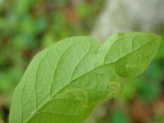 Aulagromyza cornigera