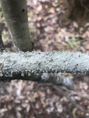 Canoparmelia cryptochlorophaea