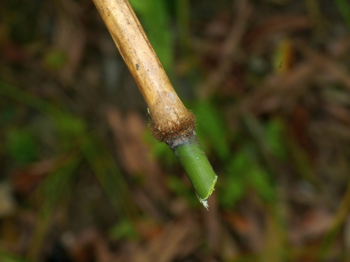 Image of Yushania niitakayamensis by (c) Jacy Chen, some rights reserved (CC BY)