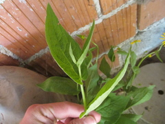 Doronicum austriacum