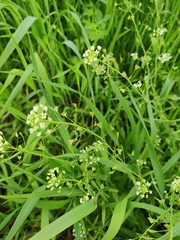 Capsella bursa-pastoris