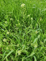 Capsella bursa-pastoris