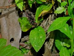 Veronicastrum loshanense, photograph (c) Jacy Chen, some rights reserved (CC BY)