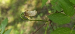 Clematis alpina sibirica