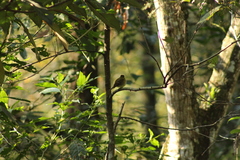 Empidonax occidentalis