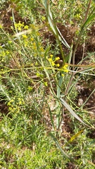 Bupleurum rigidum