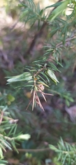 Juniperus communis